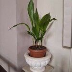 Aspidistra lurida List