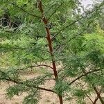 Vachellia karroo 形態