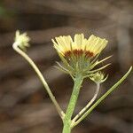 Tolpis umbellata Žiedas