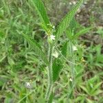 Caperonia palustris आदत