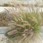 Pennisetum setaceum Celota