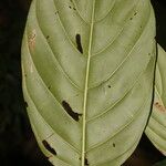 Amaioua pedicellata