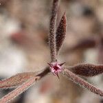 Chorizanthe douglasii 花