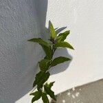 Lycianthes rantonnetii Leaf