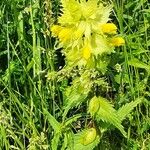 Rhinanthus alectorolophusFlower