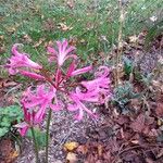 Nerine undulata Leaf