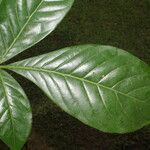 Angostura granulosa Hoja