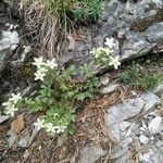 Potentilla caulescens फूल