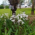 Agapanthus campanulatus Fiore