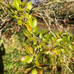 Zelkova carpinifolia برگ