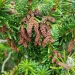 Abies homolepis अन्य