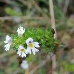 Euphrasia officinalis Квітка