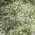 Galium pyrenaicum Kukka