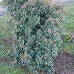 Viburnum rugosum Habitatea