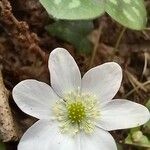 Hepatica nobilis Floare