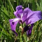 Iris cengialti 花