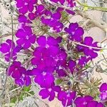 Verbena rigida Flor