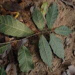 Dorstenia kameruniana Лист
