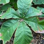 Rodgersia podophylla Лист