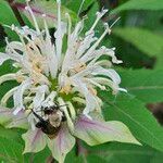 Monarda clinopodia Квітка