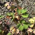 Aquilegia chrysantha Blatt