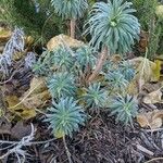 Euphorbia characias 葉