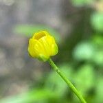 Ranunculus flammula Flower