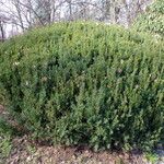 Taxus cuspidata Habitus