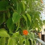 Mussaenda frondosa Leaf