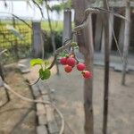 Tinospora cordifolia Fruit