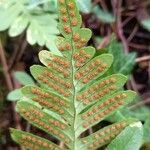 Polypodium vulgare Лист