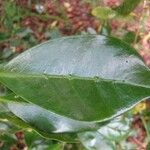 Coffea mauritiana Leaf