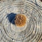 Castanea sativa Mbuma