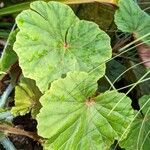 Begonia cardiocarpa Leaf