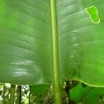 Calathea similis Leaf