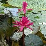 Nymphaea rubra Flor