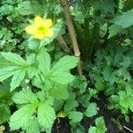 Geum macrophyllum花