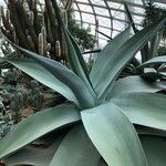 Agave guiengola Habitat