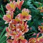 Alstroemeria ligtuFlor