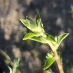 Amaranthus albus 葉