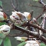 Viburnum × bodnantense Žiedas