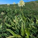 Allium victorialis 整株植物