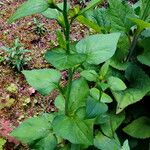 Aster ageratoides Blatt