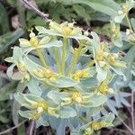 Euphorbia nicaeensis Λουλούδι