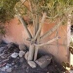 Euphorbia aphylla Corteza