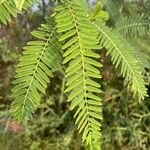Sesbania sericea Leaf