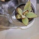 Kalanchoe tomentosa 葉