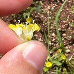 Merremia hederacea Blüte