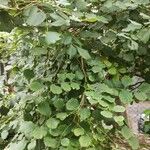 Dalbergia latifolia Leaf