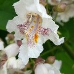Catalpa bignonioides Квітка